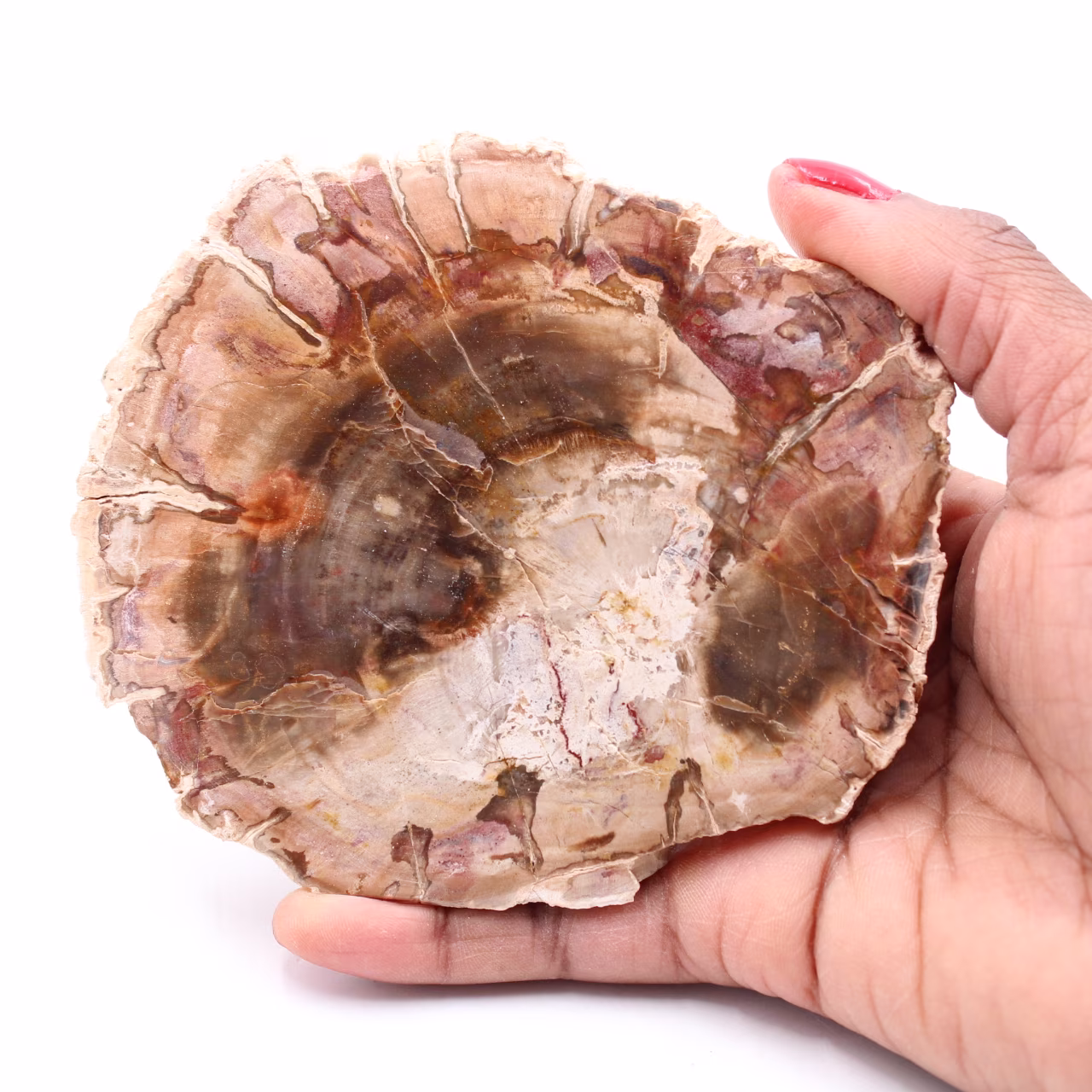 Förstenad fossil träskiva