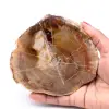 Förstenad fossil träskiva - 0