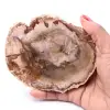 Förstenad fossil träskiva - 0