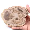Förstenad fossil träskiva - 0