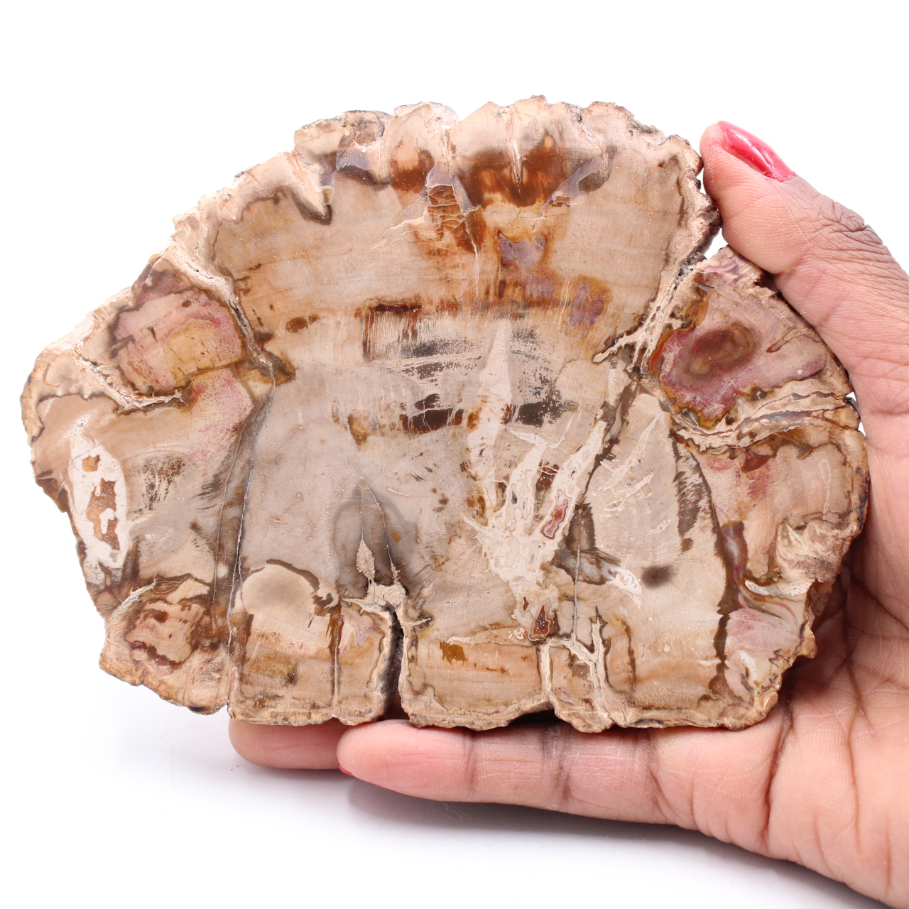 Förstenad fossil träskiva