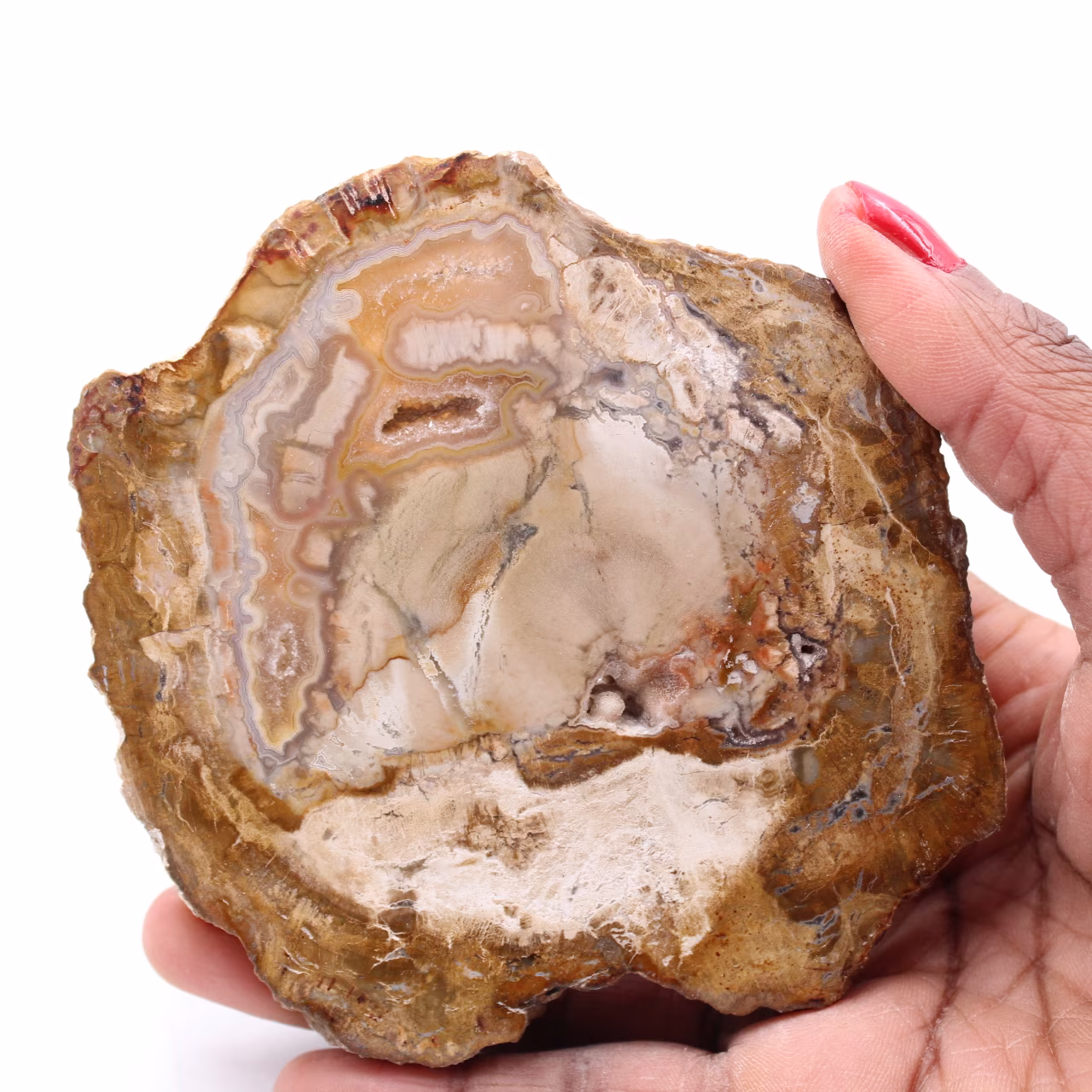 Förstenad fossil träskiva