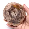 Förstenad fossil träskiva - 0