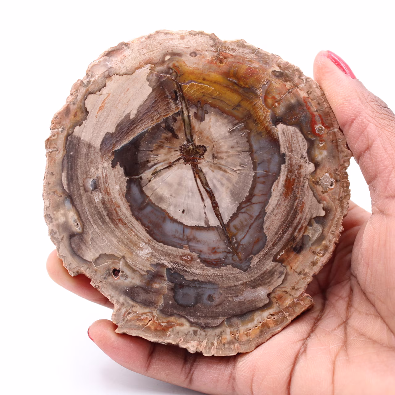 Förstenad fossil träskiva