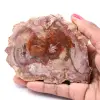 Förstenad fossil träskiva - 0