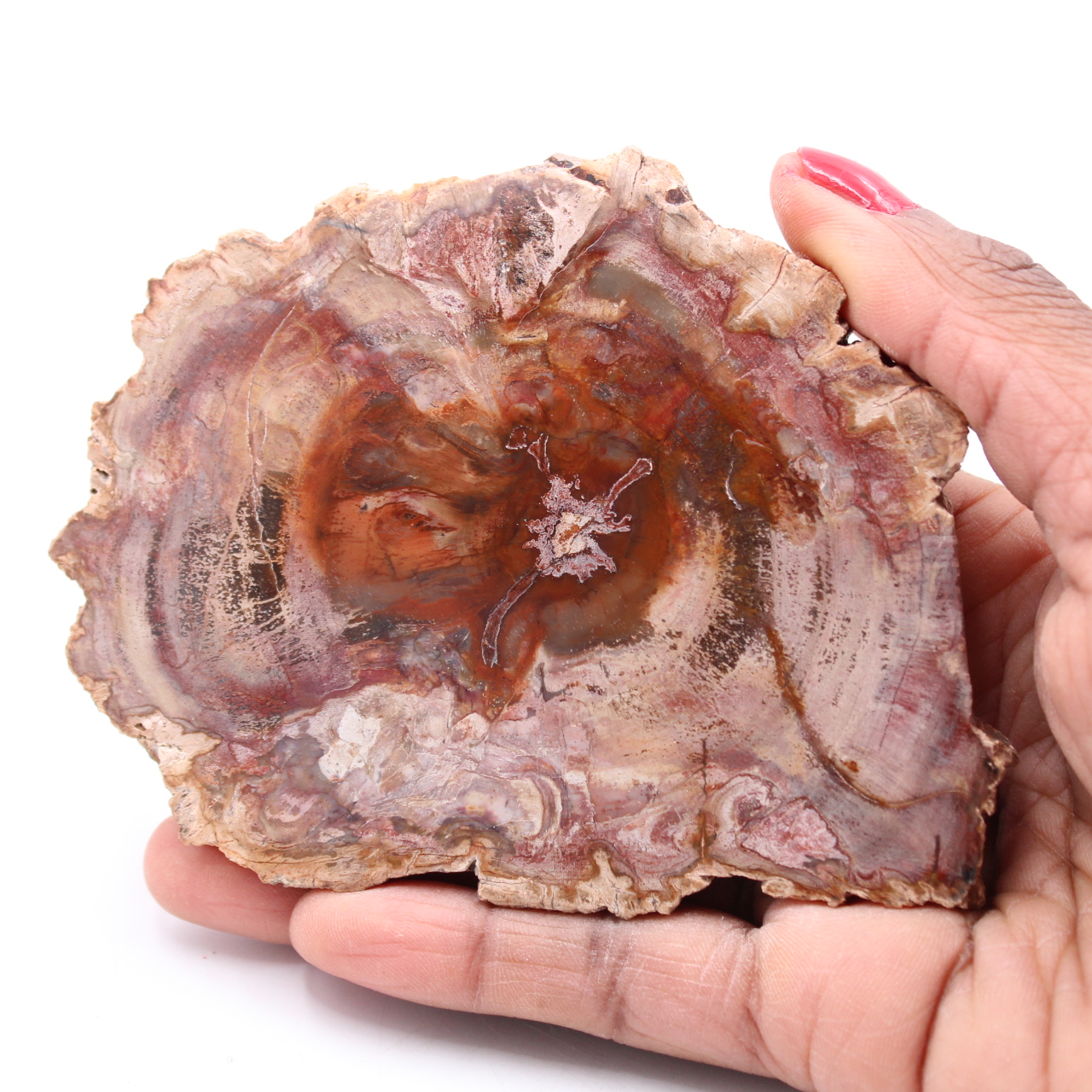 Förstenad fossil träskiva