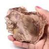 Förstenad fossil träskiva - 0