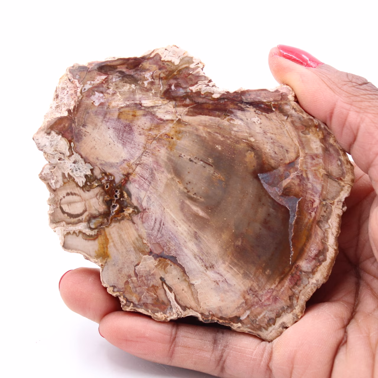 Förstenad fossil träskiva