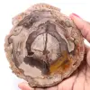Förstenad fossil träskiva - 0