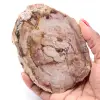 Förstenad fossil träskiva - 0