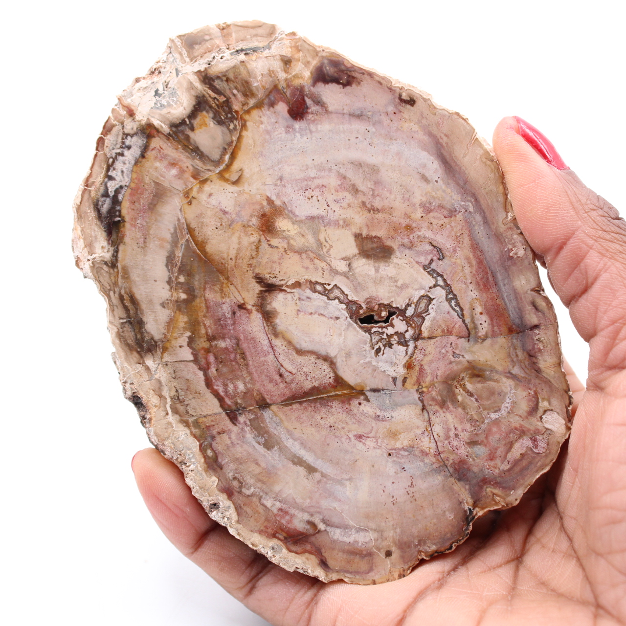 Förstenad fossil träskiva