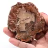 Förstenad fossil träskiva - 0