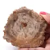 Förstenad fossil träskiva - 0