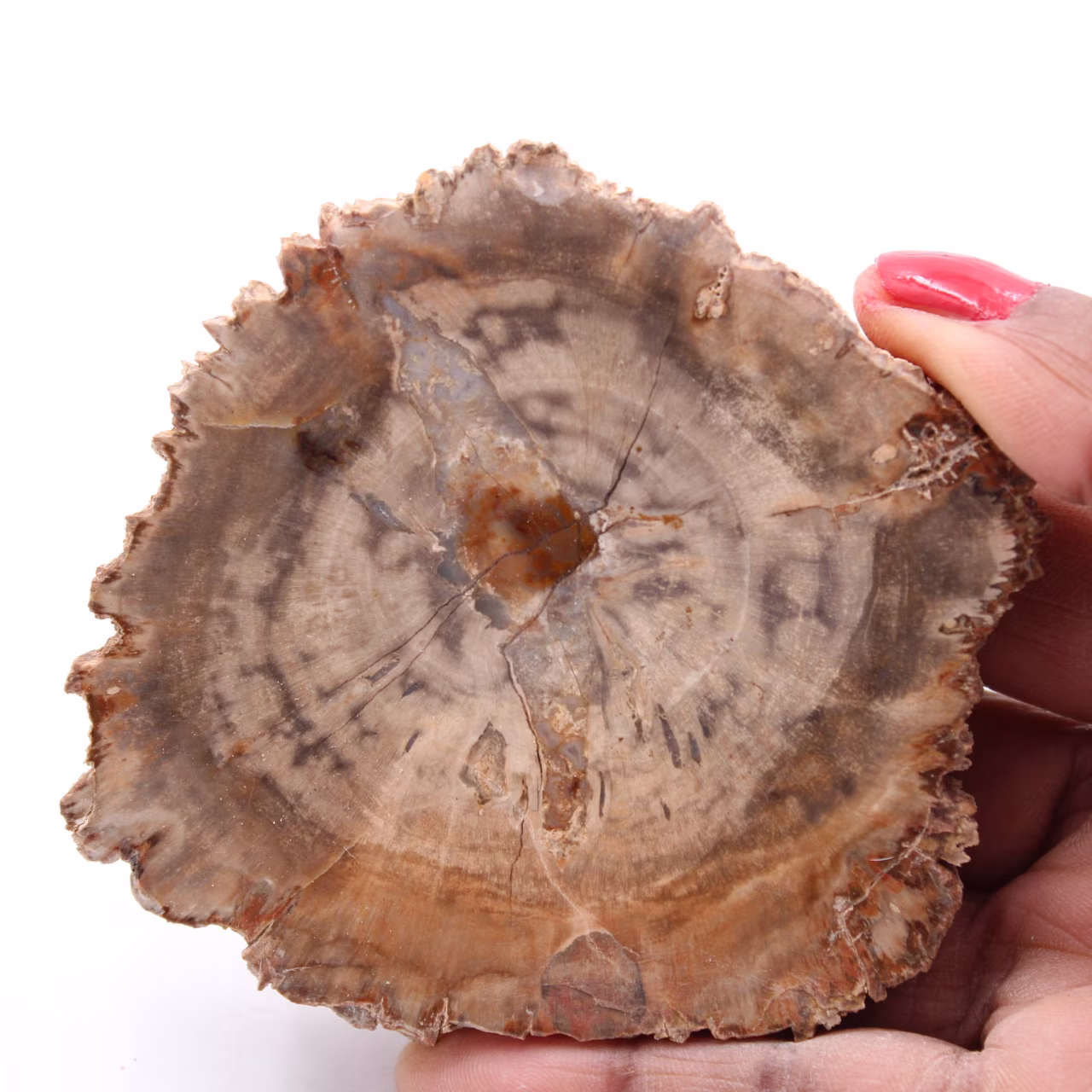 Förstenad fossil träskiva
