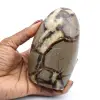 Polerad septaria rock - 0