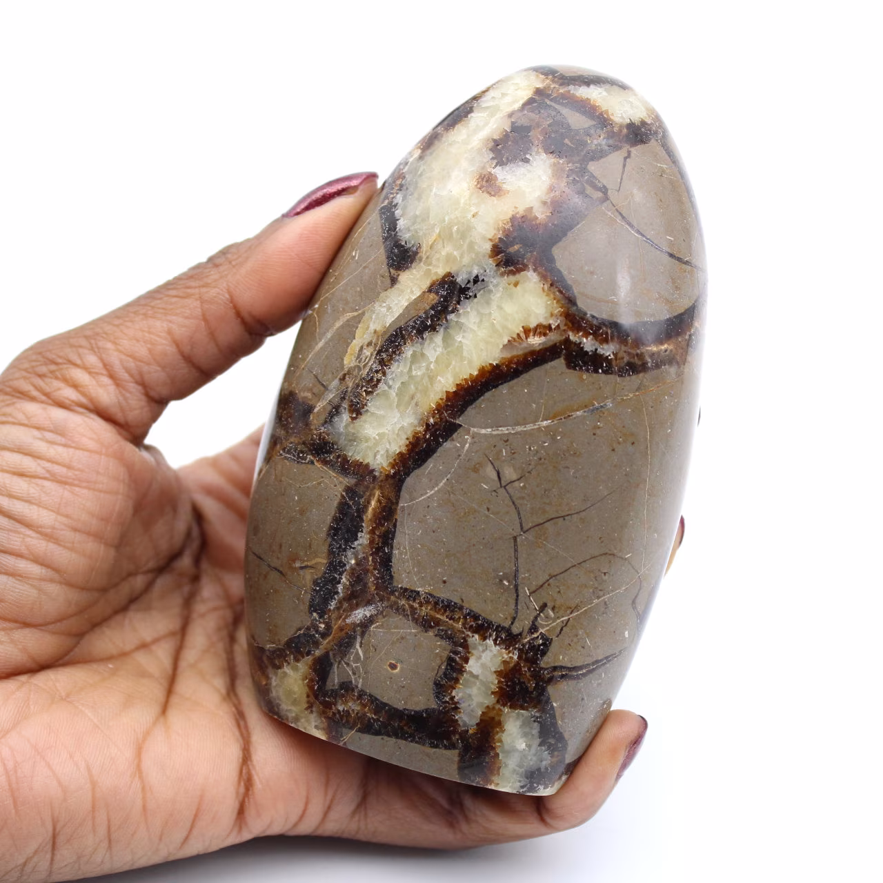 Polerad septaria rock