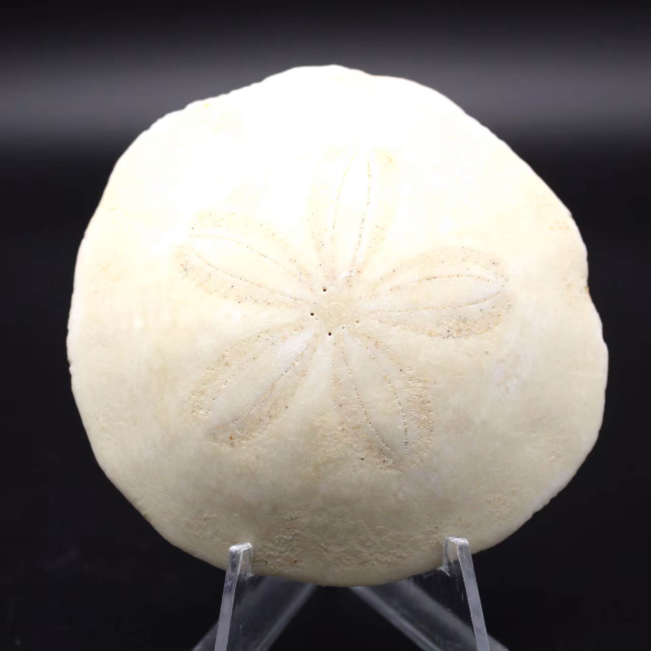 Scutella, fossil sjöborre