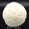 Scutella, fossil sjöborre - 0