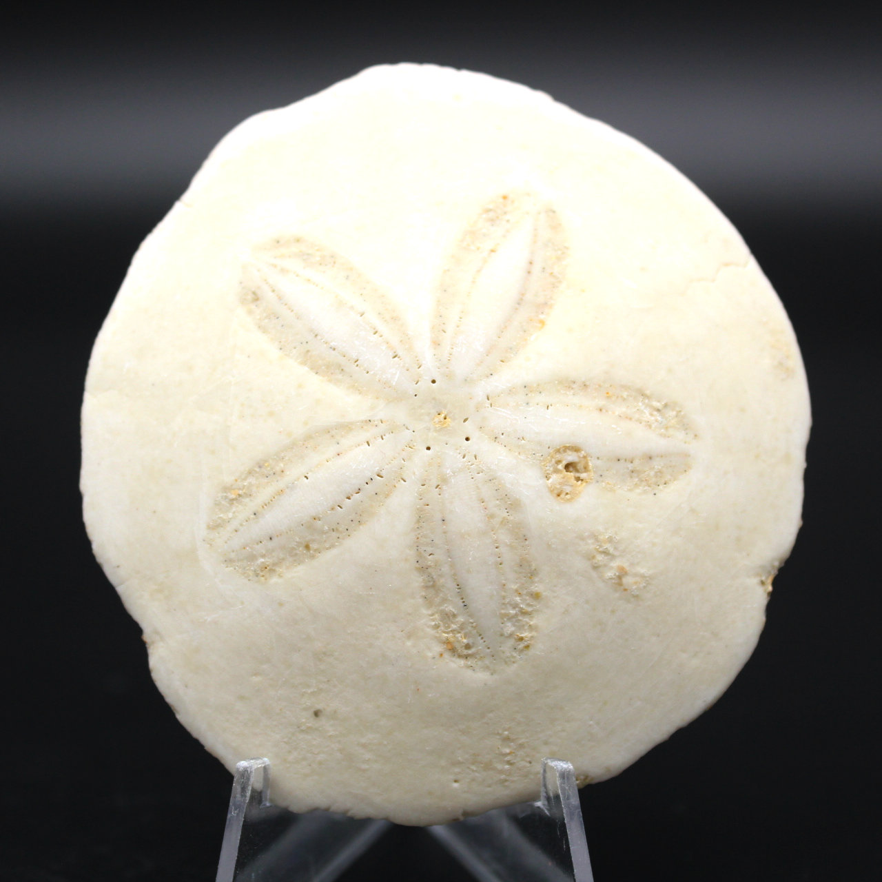 Scutella, fossil sjöborre
