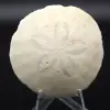 Scutella, fossil sjöborre - 0