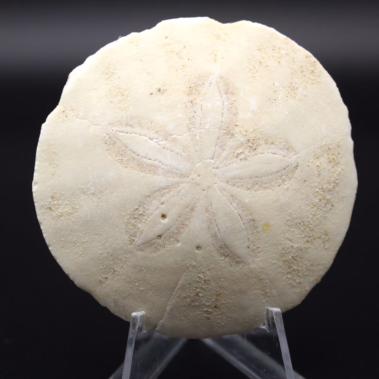 Scutella, fossil sjöborre