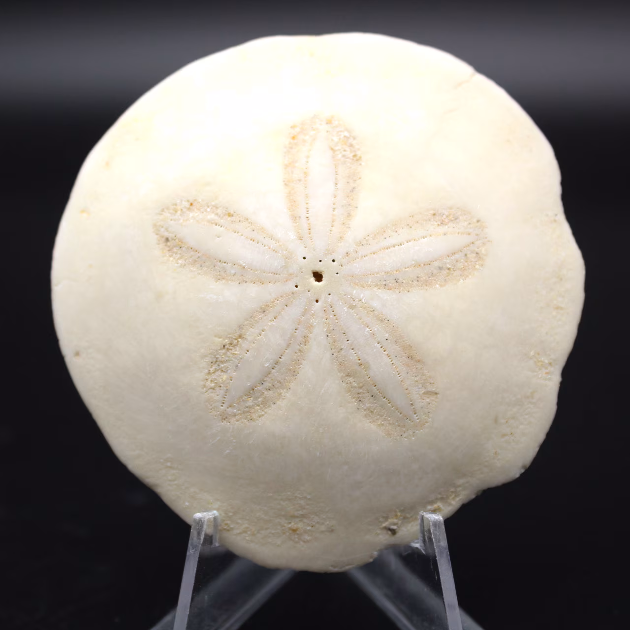 Scutella, fossil sjöborre