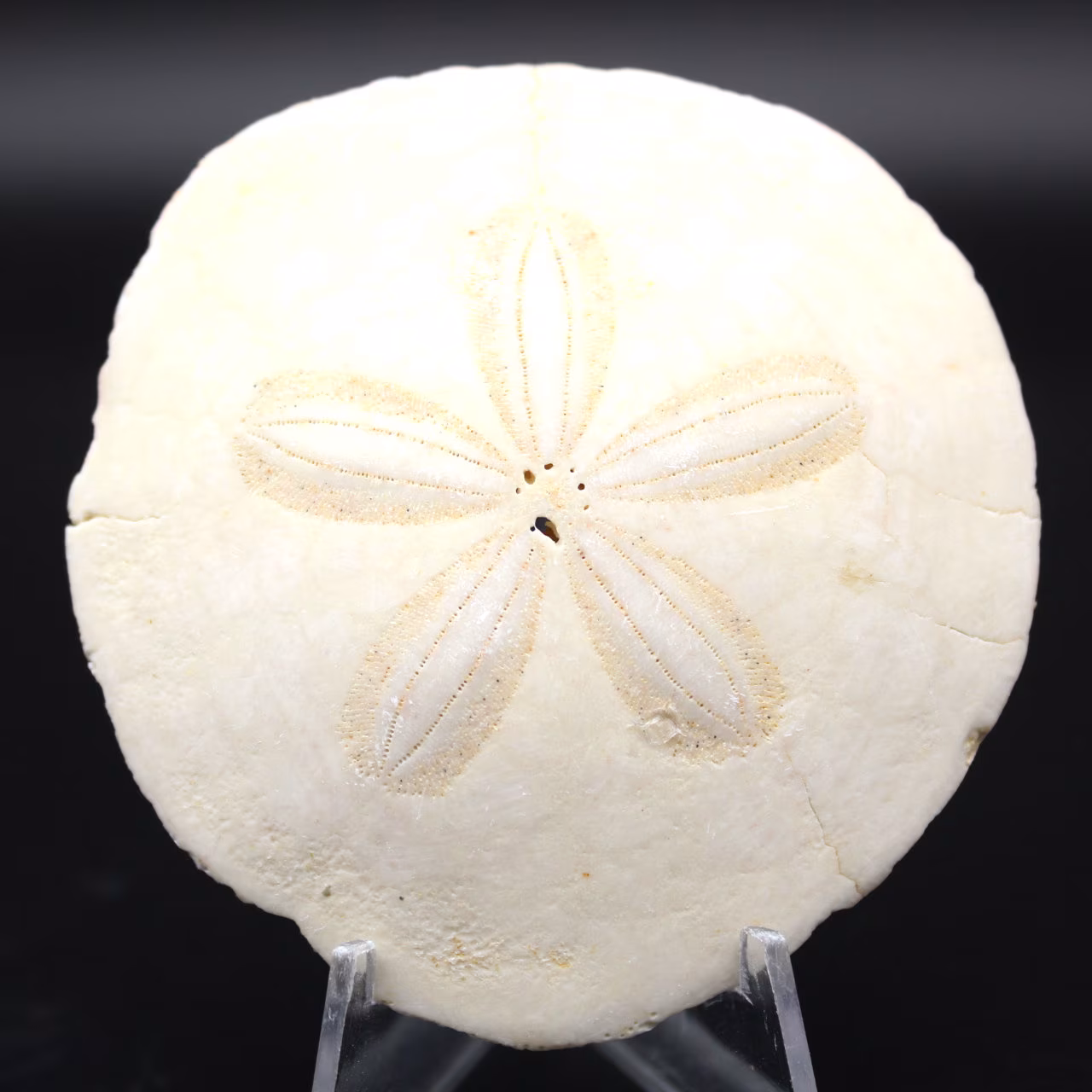 Scutella, fossil sjöborre