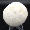 Scutella, fossil sjöborre - 0