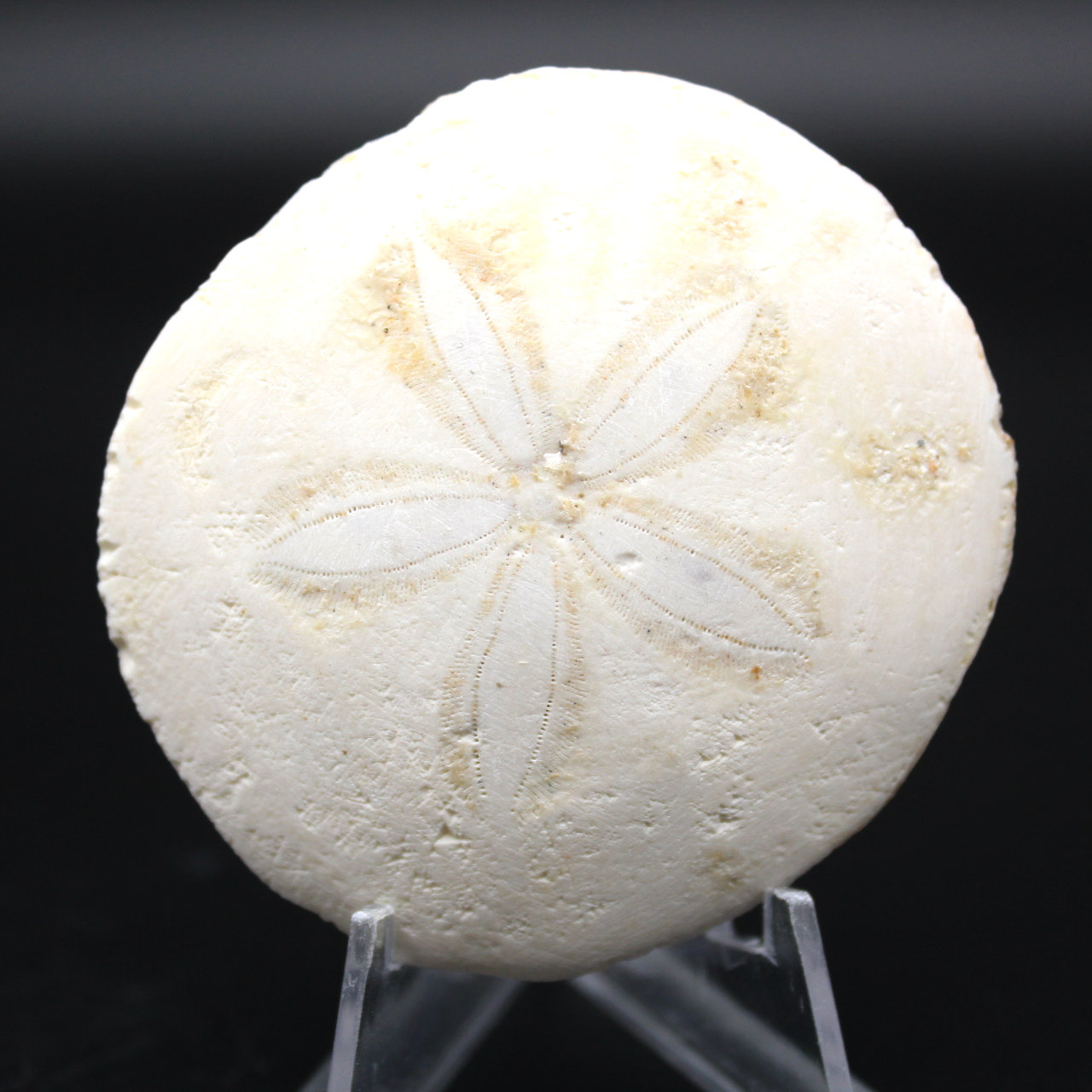 Scutella, fossil sjöborre