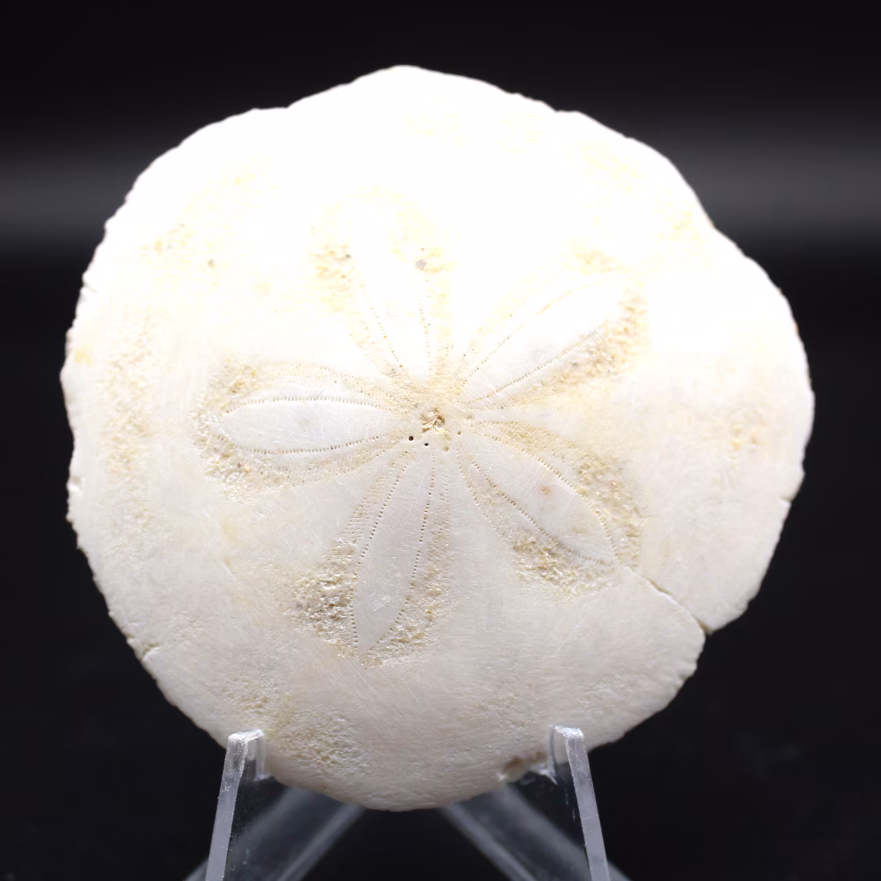 Scutella, fossil sjöborre