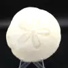 Scutella, fossil sjöborre - 0