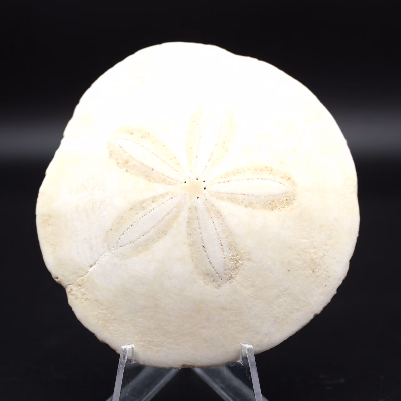 Scutella, fossil sjöborre