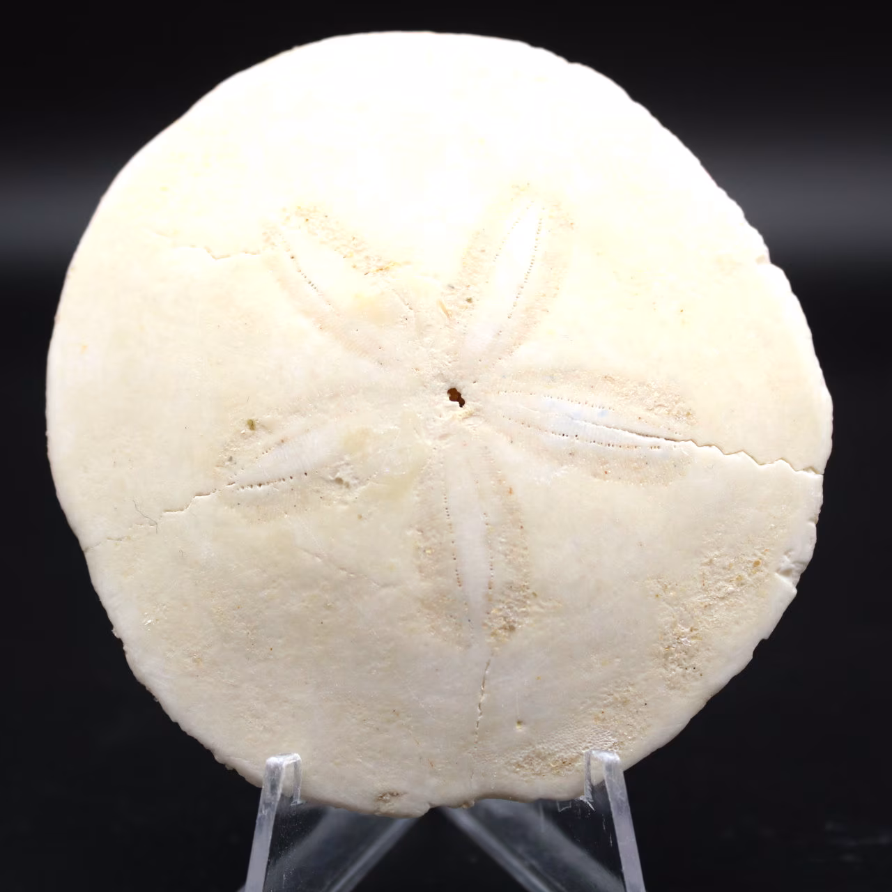 Scutella, fossil sjöborre