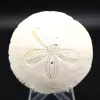 Scutella, fossil sjöborre - 0