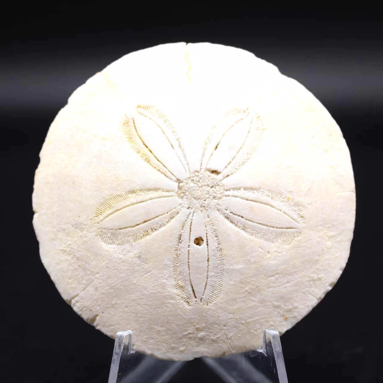 Scutella, fossil sjöborre