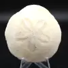 Scutella, fossil sjöborre - 0