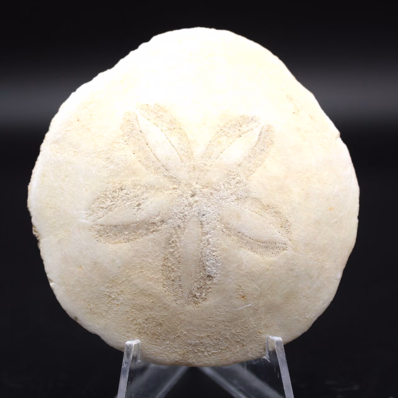 Scutella, fossil sjöborre