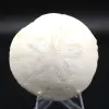 Scutella, fossil sjöborre - 0