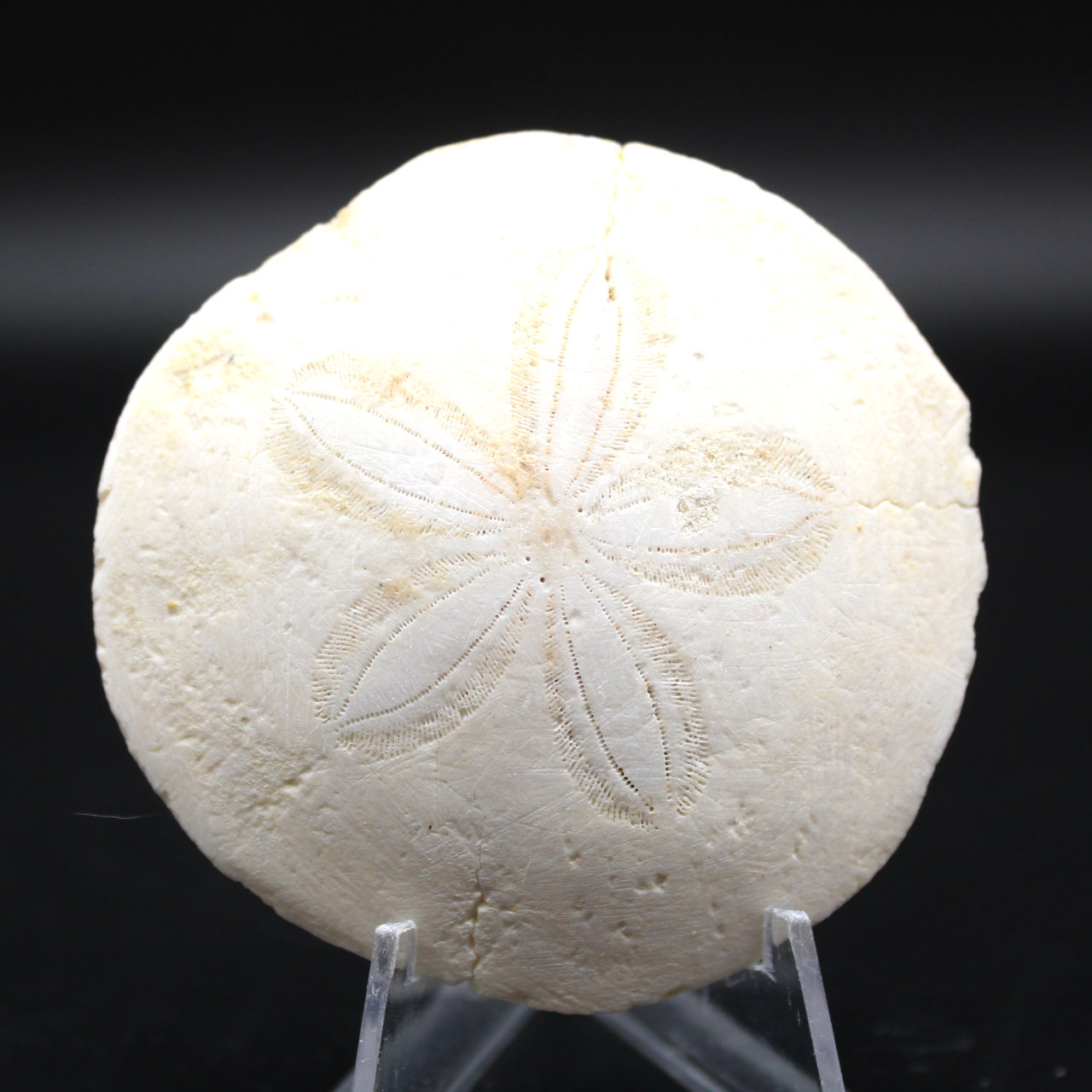 Scutella, fossil sjöborre