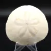 Scutella, fossil sjöborre - 0