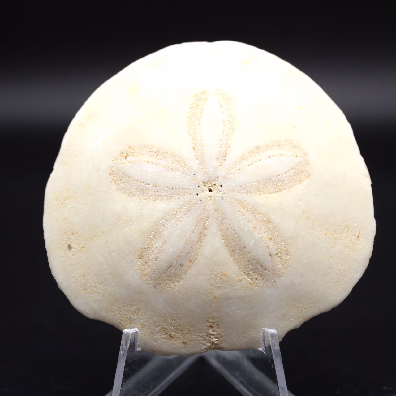 Scutella, fossil sjöborre