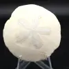 Scutella, fossil sjöborre - 0