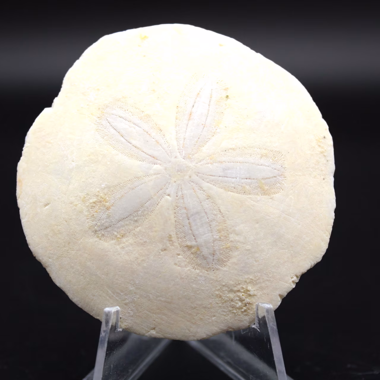 Scutella, fossil sjöborre