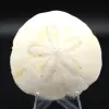 Scutella, fossil sjöborre - 0