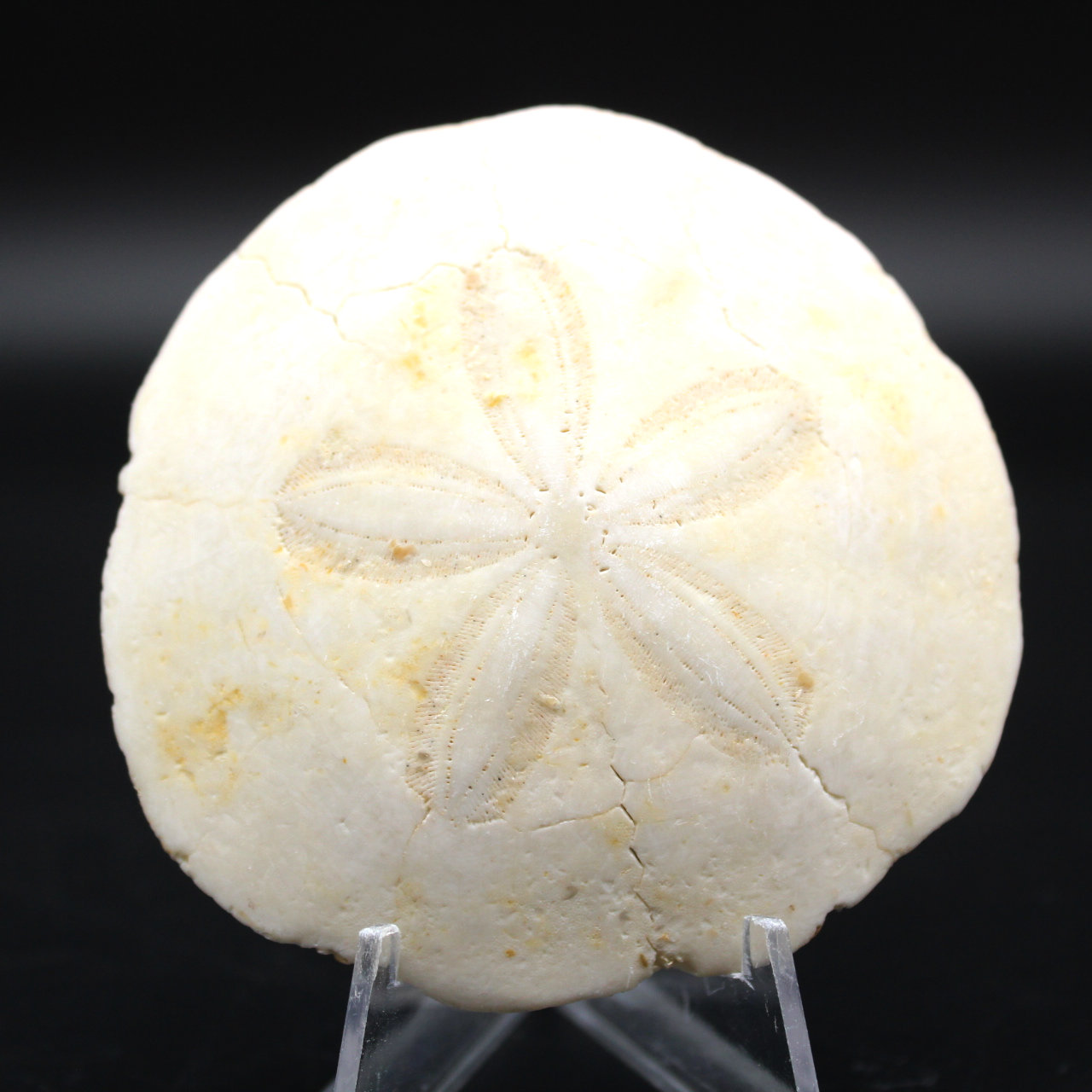 Scutella, fossil sjöborre