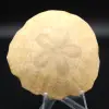 Scutella, fossil sjöborre - 0