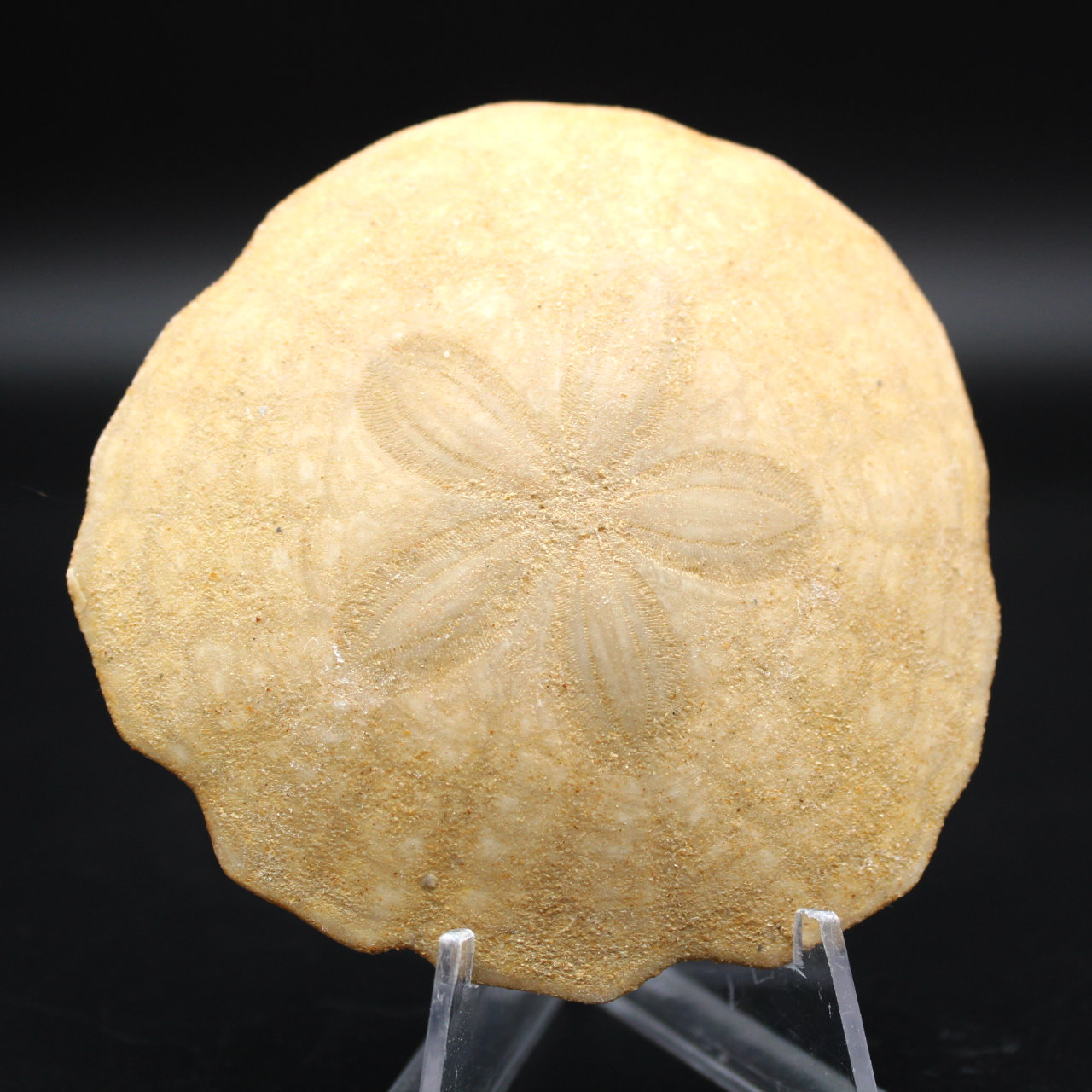 Scutella, fossil sjöborre