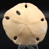 Scutella, fossil sjöborre - 0