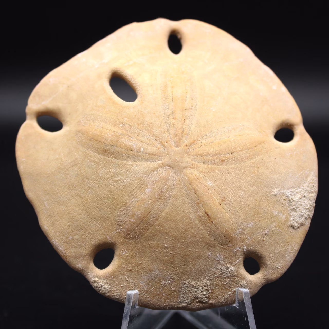 Scutella, fossil sjöborre