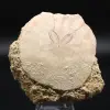 Scutella, fossil sjöborre - 0